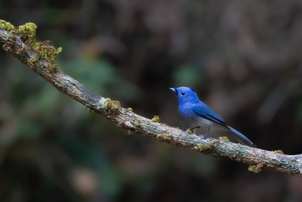 A Black-naped Monarch perched on a moss-covered branch in the forests of India
